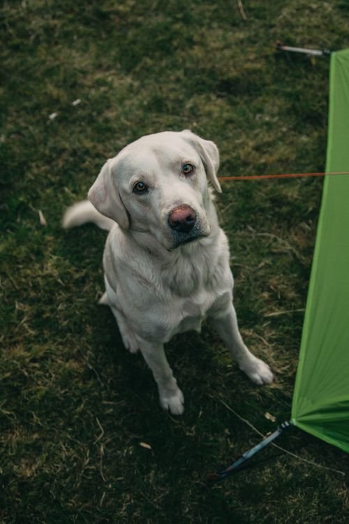 Dog sitting happily at a forest campsite with a tent in the background