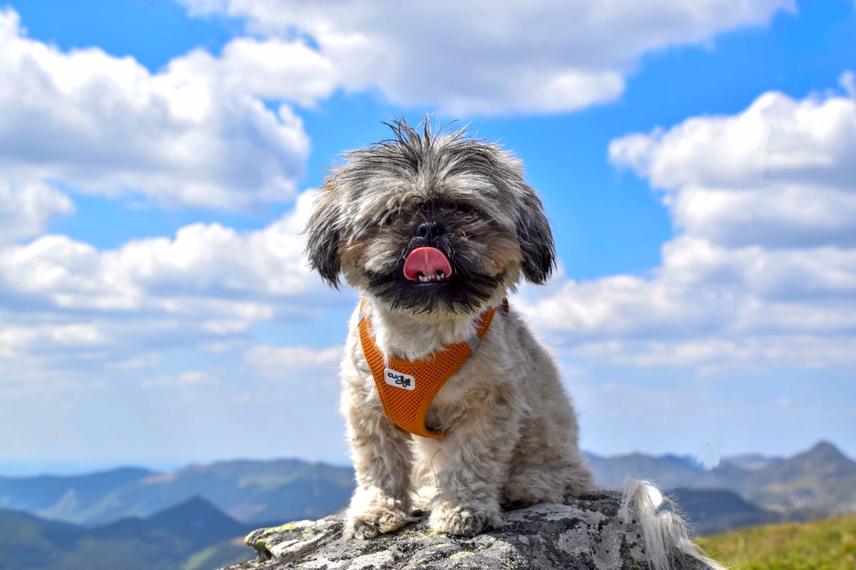 Puppy wearing a blue harness with hiking gear arranged on a rock