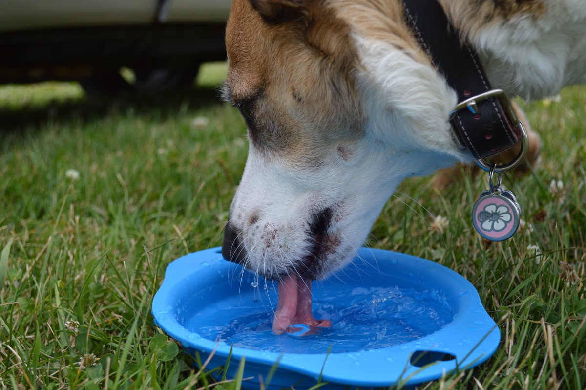 Puppy resting in shade drinking from a collapsible water bowl on a hiking trail