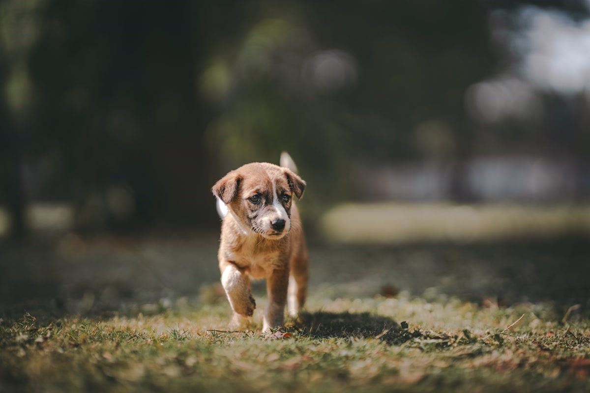 Puppy walking on a flat shaded dirt trail through dense forest