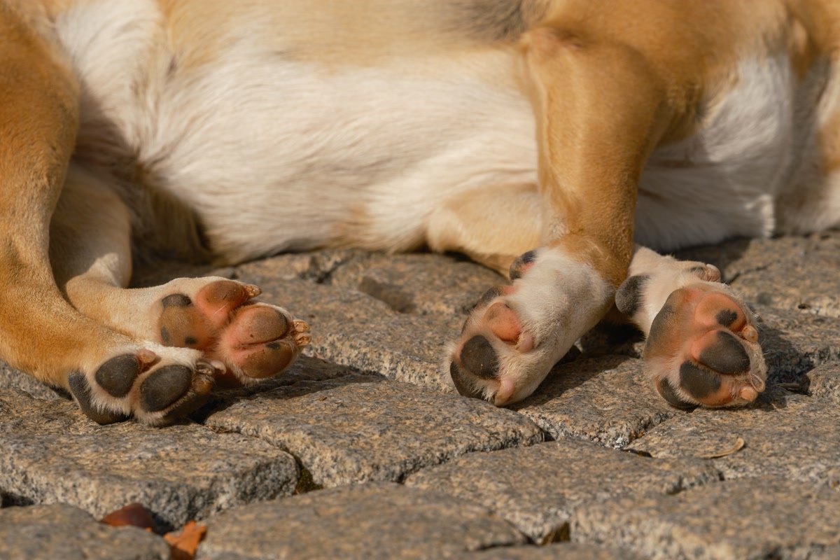 Closed-cell foam sleeping pad for dog camping on the ground