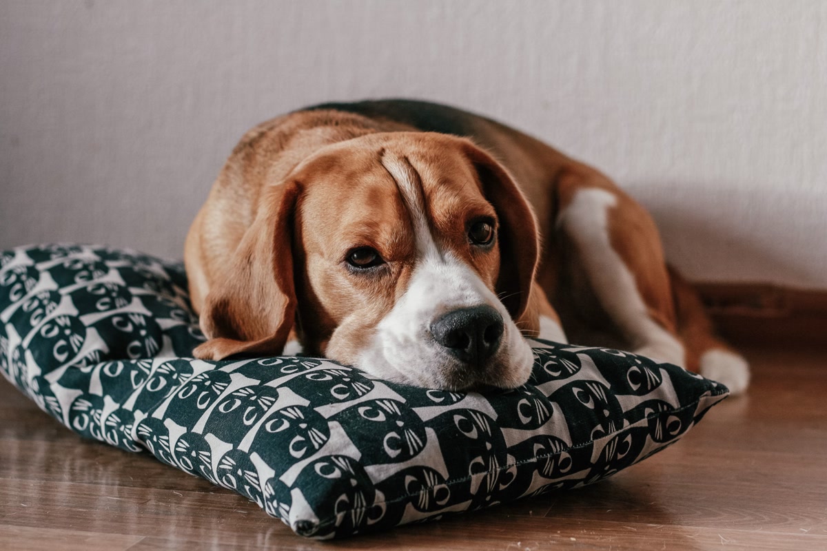 Beagle lying comfortably on a self-heating dog pad inside a tent