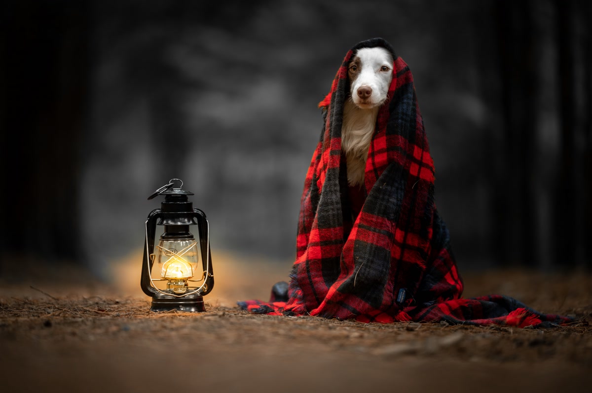 Dog wrapped in a thermal blanket at a campsite with evening campfire light
