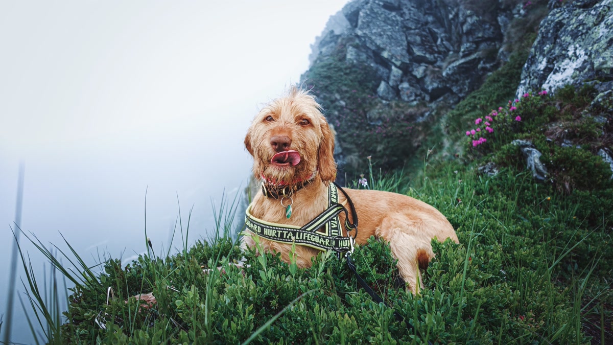 Dog wearing a reflective hiking harness at dusk on a trail with headlamp illumination