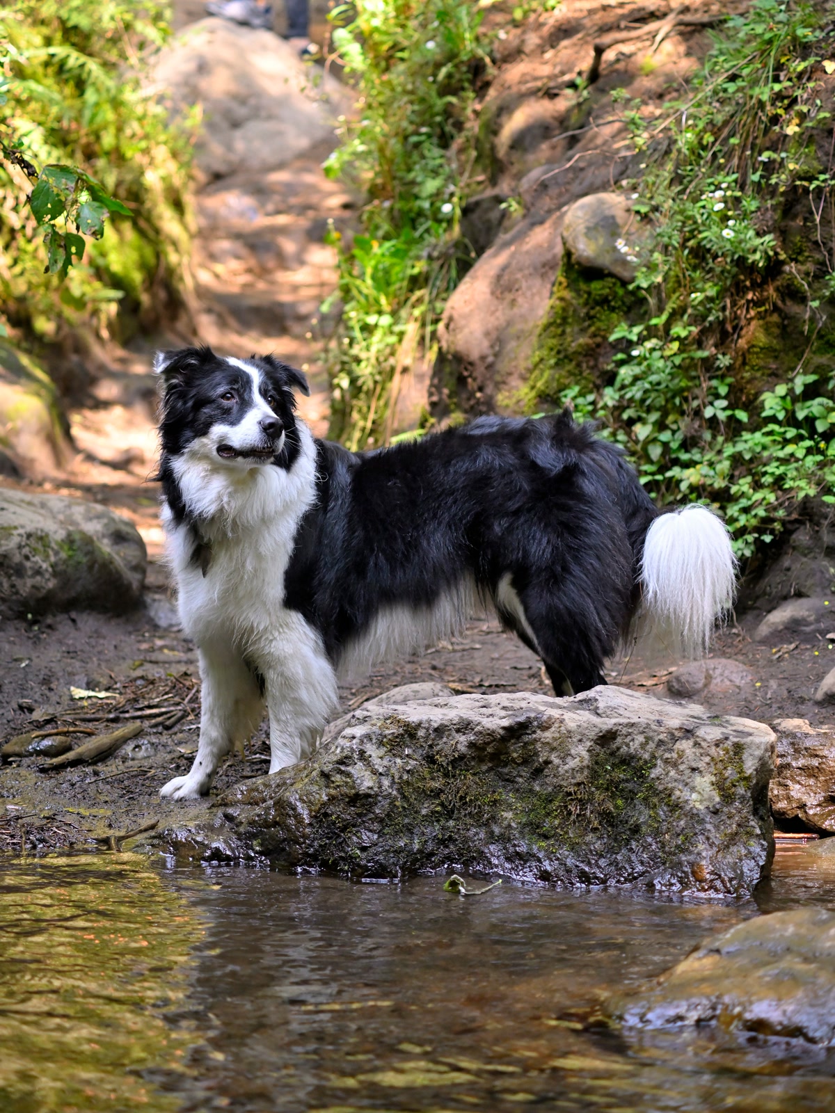 Dogs crossing a stream on a hiking trail with one dog wearing a harness being lifted over rocks