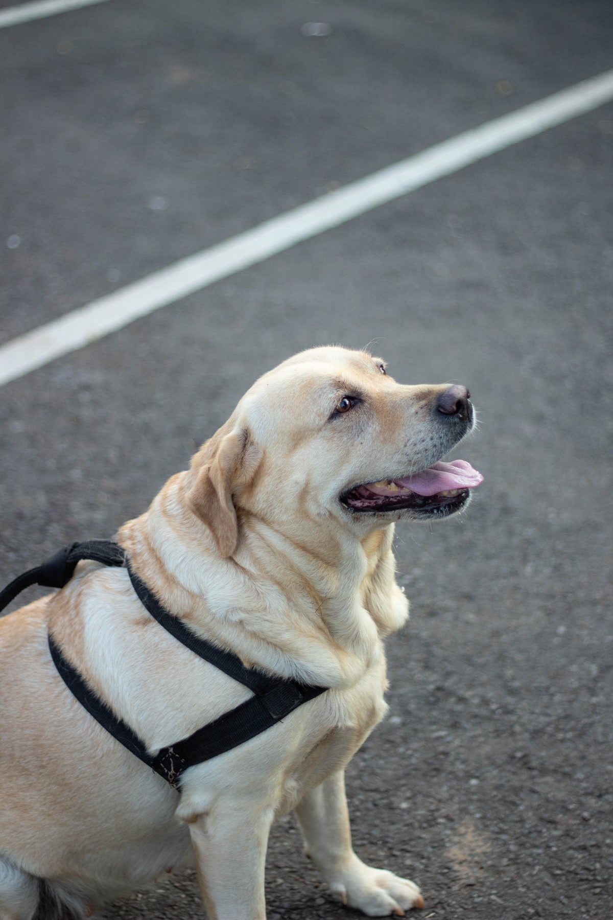 Dog sitting at a trailhead parking lot wearing a hiking harness with padded chest plate
