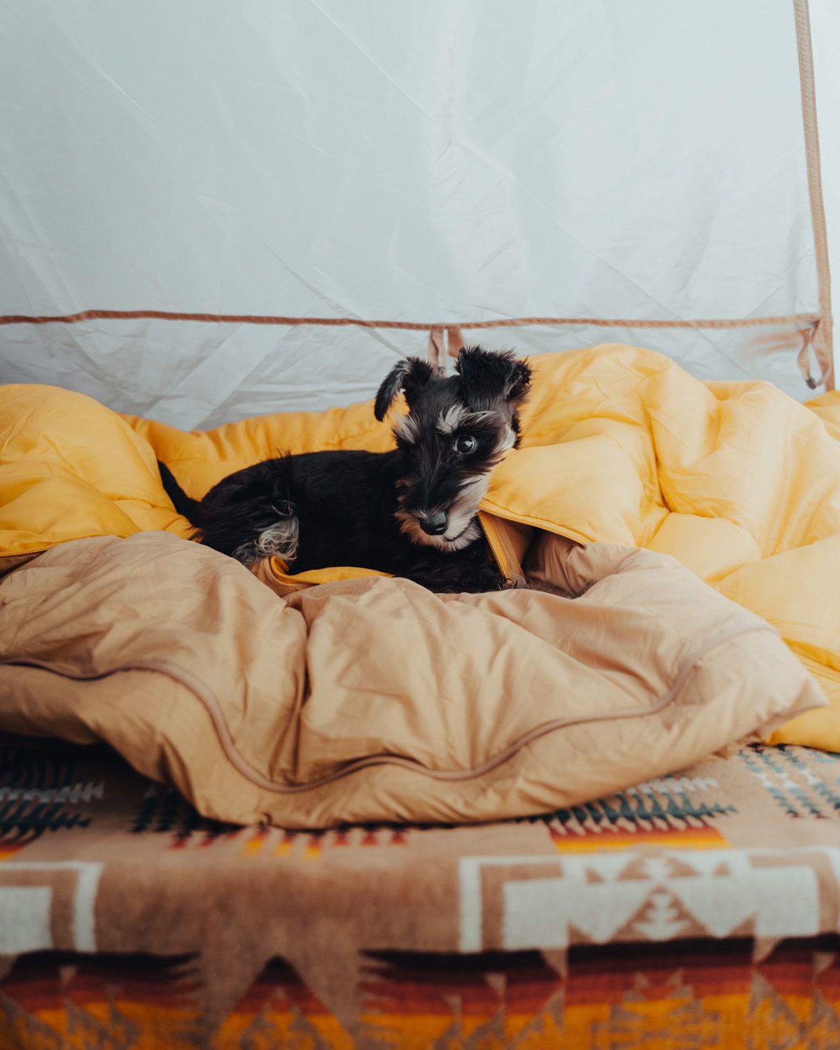 A dog sleeping comfortably on an insulated pad inside a camping tent