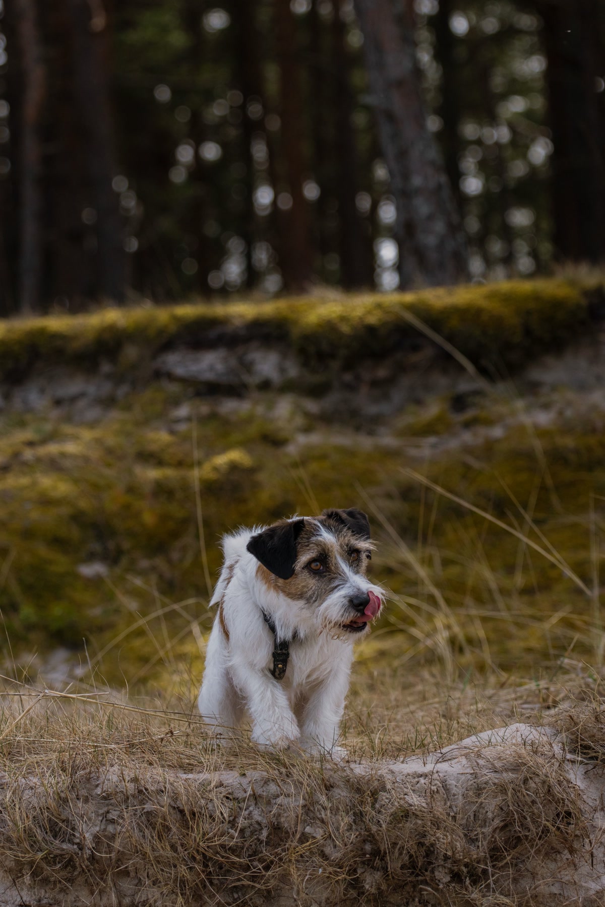 Dog on a long line at a forest campsite with a tie-out stake in the ground