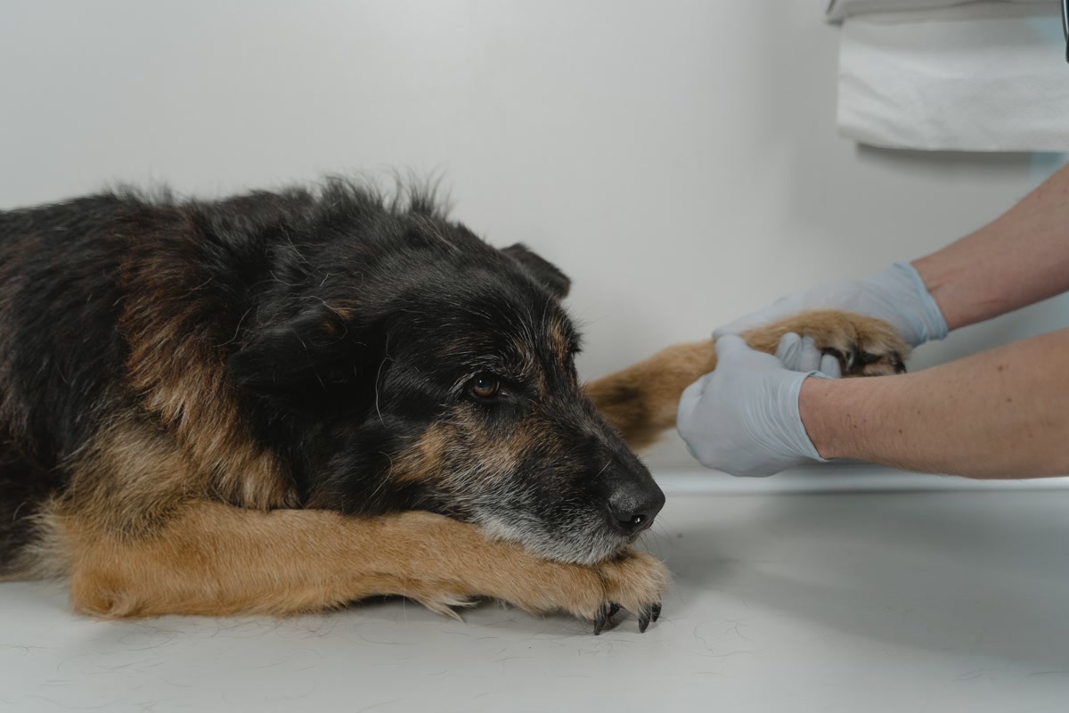 Close-up of a beef-flavored chewable flea and tick preventative tablet in a handler's hand beside a water bowl and hiking boots
