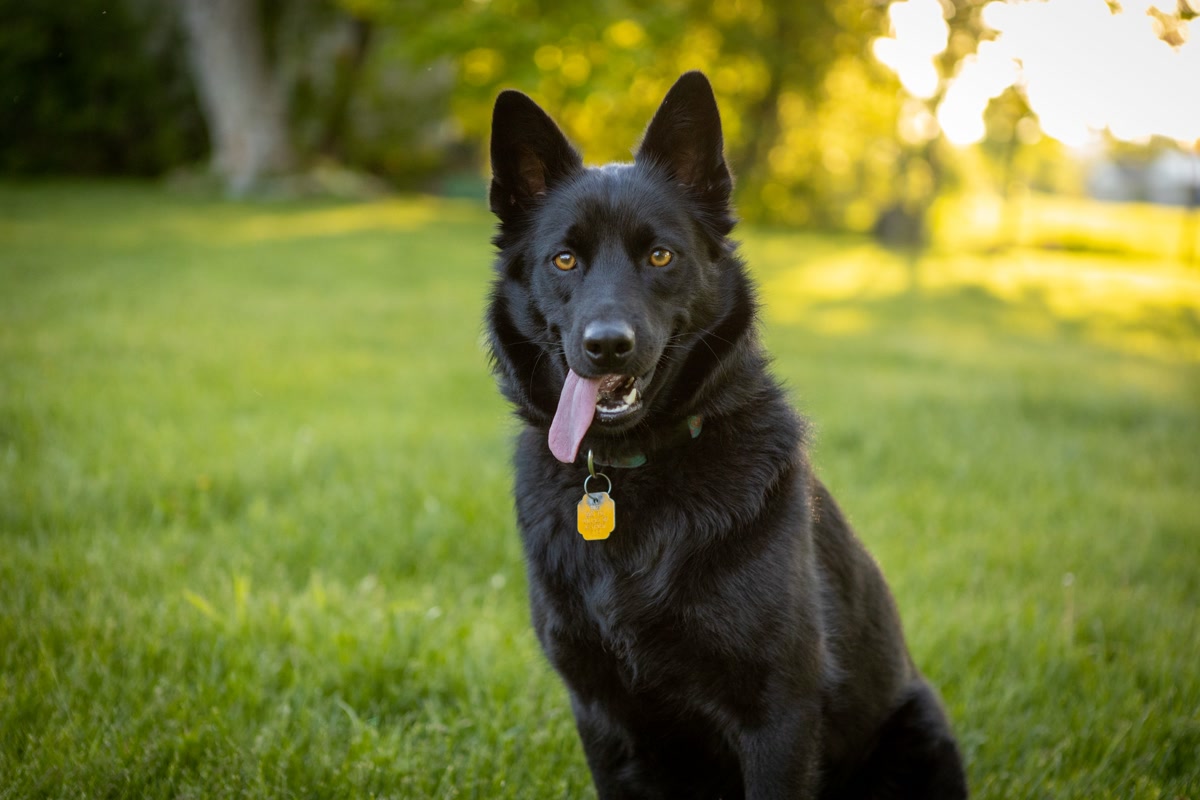 A healthy dog running down a sunlit forest trail with confident stride, no ticks in sight
