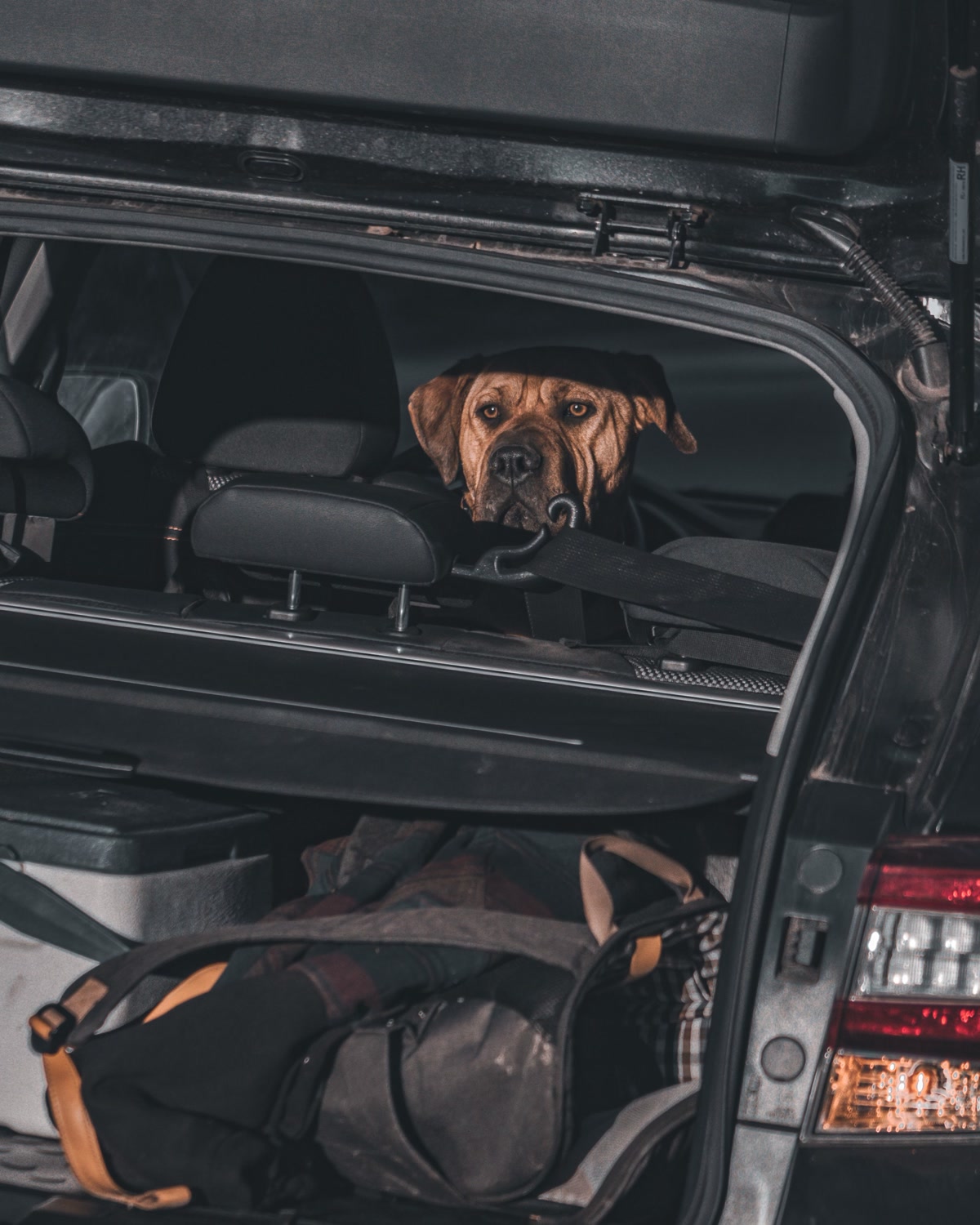 Car trunk opened showing an organized emergency kit with dog supplies visible