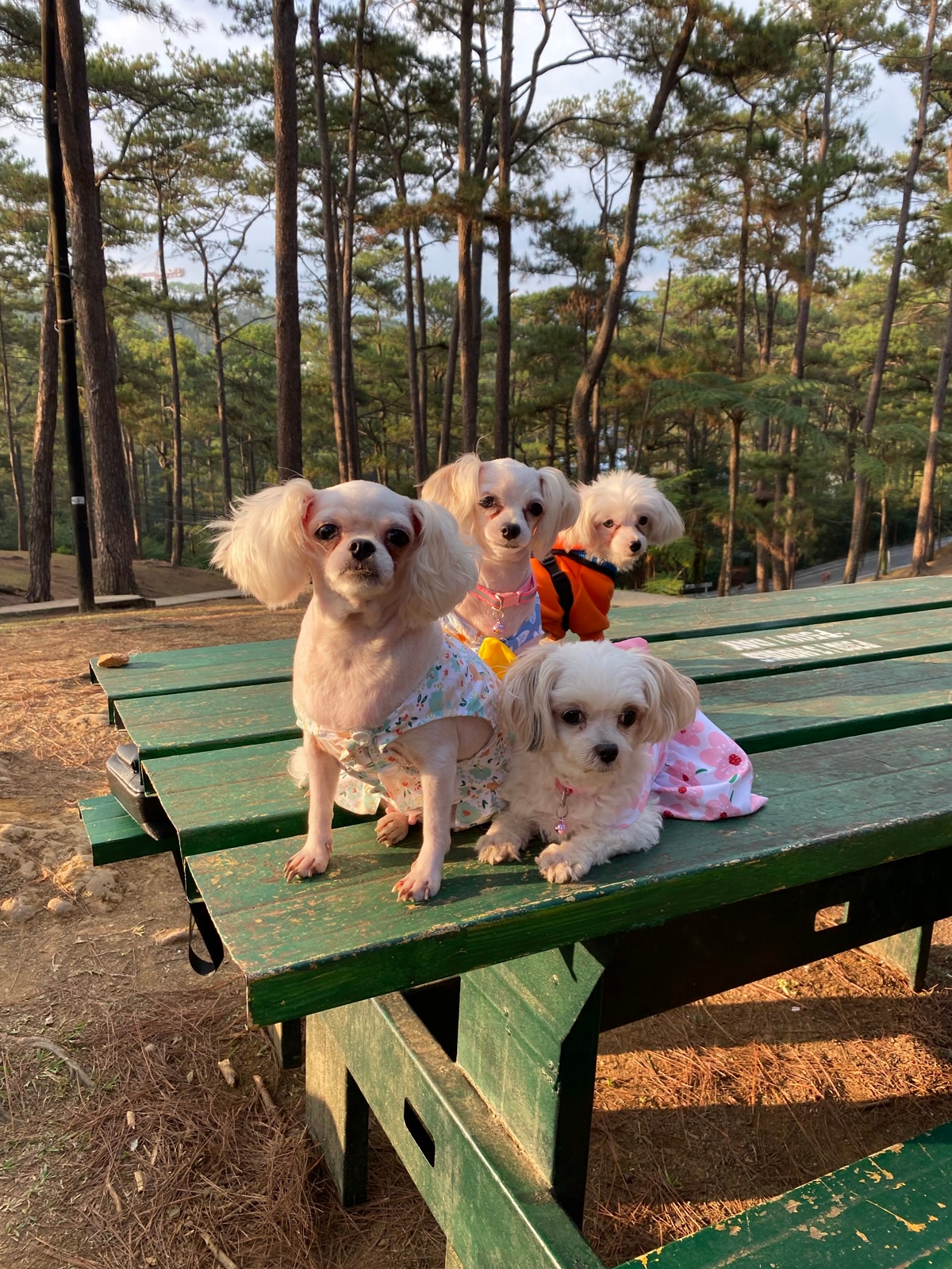Comparison of four different dog cooling vest styles laid out side by side on a wooden picnic table at a campsite