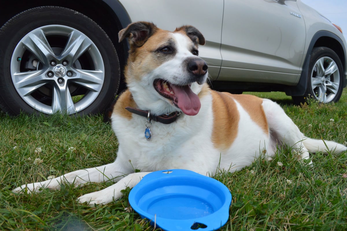 Dog drinking from a collapsible silicone bowl on a hiking trail