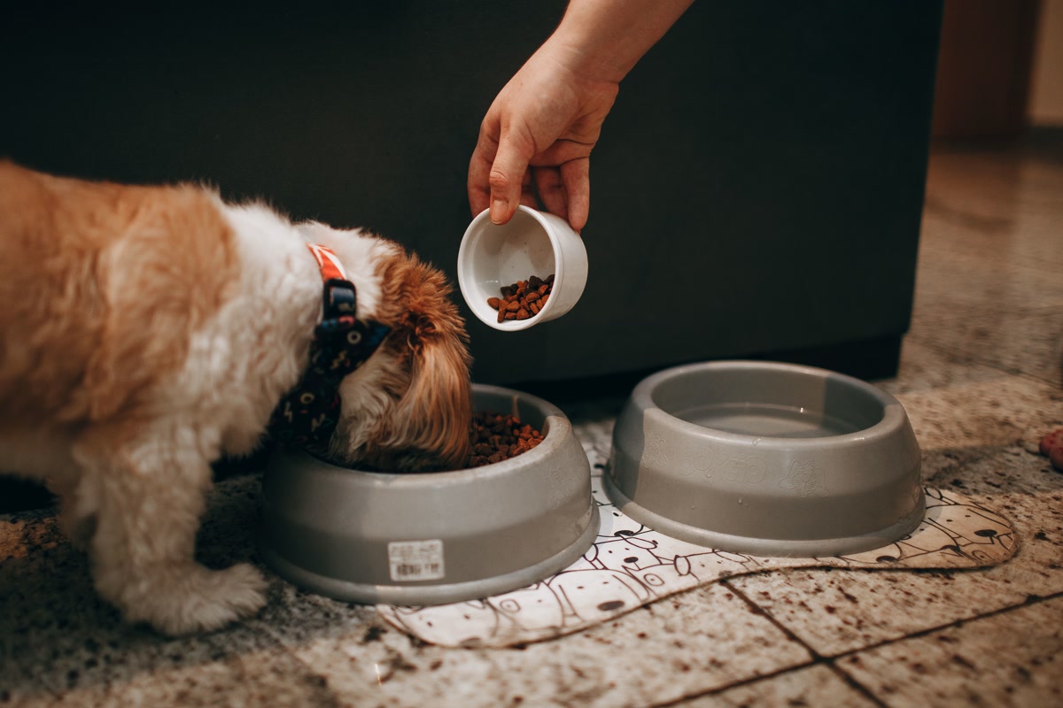 Collapsible silicone dog bowl clipped to a backpack with a carabiner