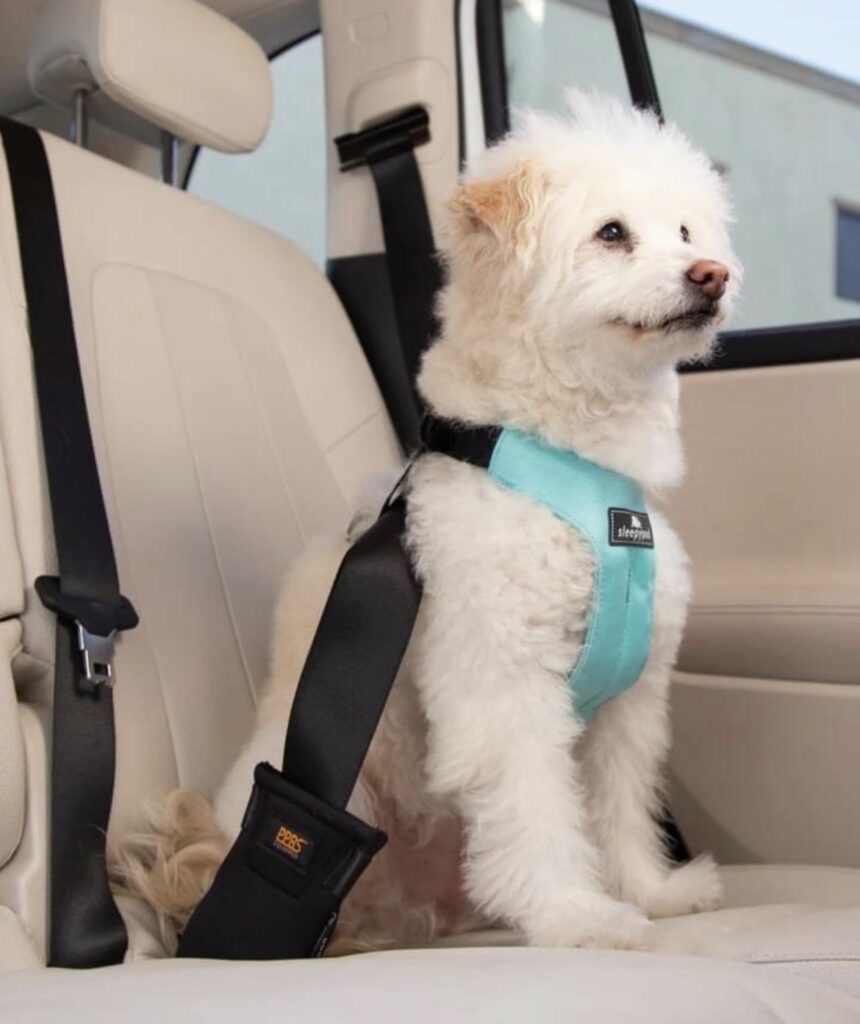 Crash-tested dog crate secured in the back of an SUV