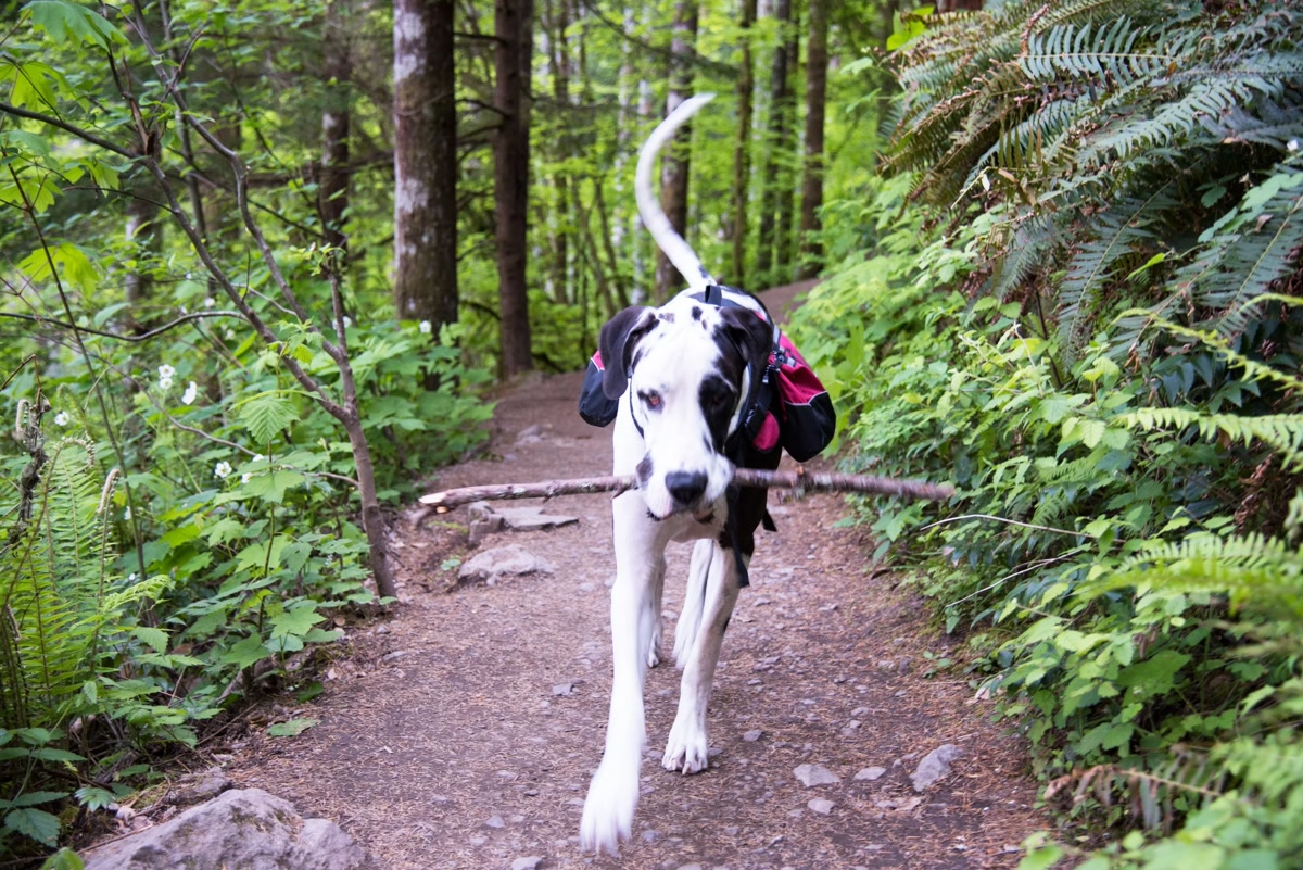 Dog wearing a hiking backpack with supplies on a trail