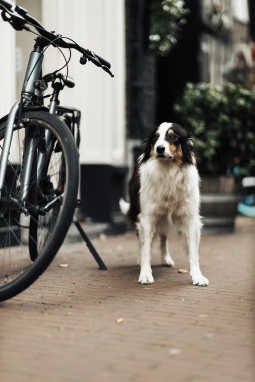 Dog running alongside a bicycle using a bike leash attachment