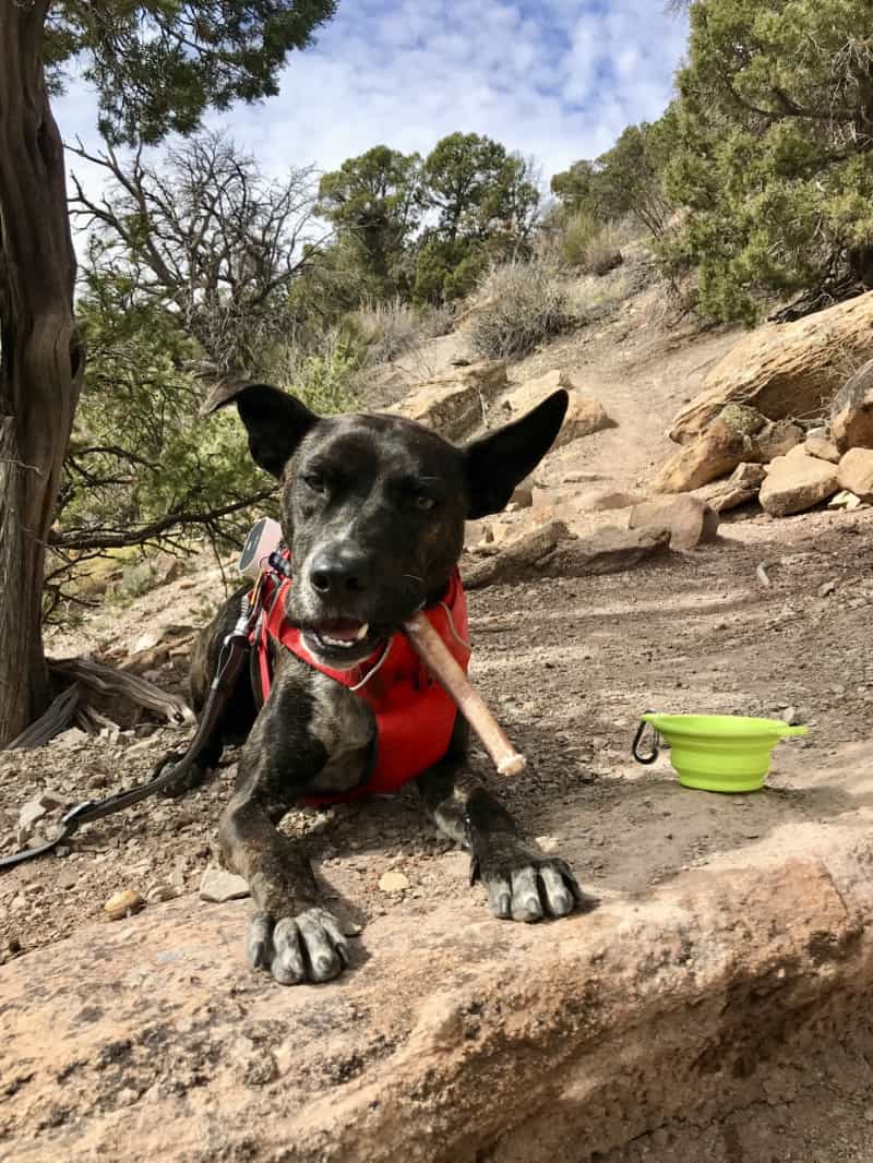 Dog taking a food break on a hiking trail with treats