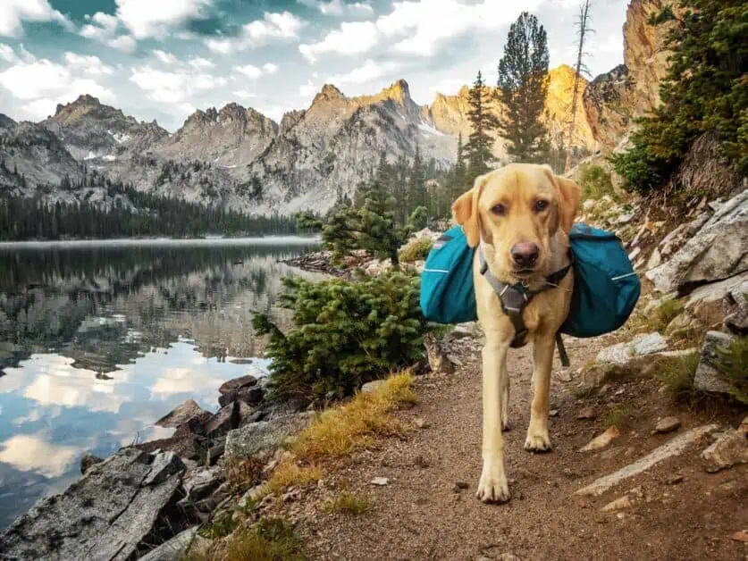 Dog backpack with supplies for a hiking trip