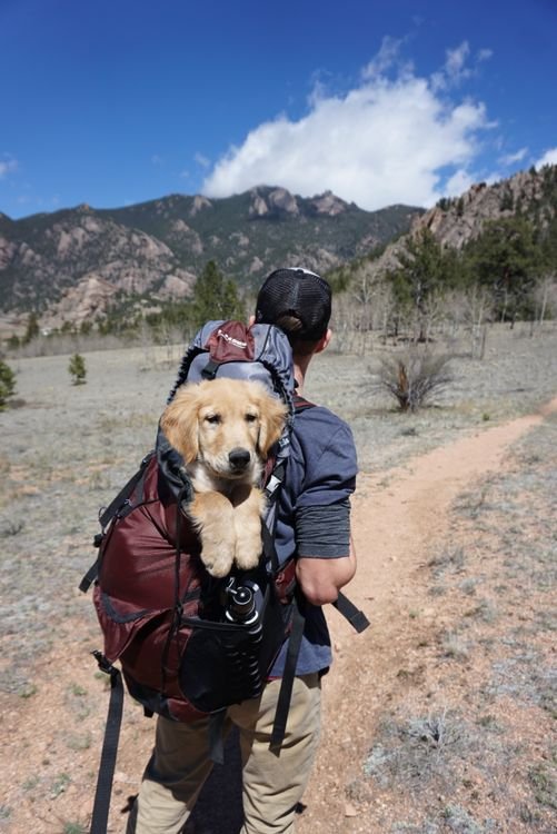 Dog backpack with supplies for a hiking trip