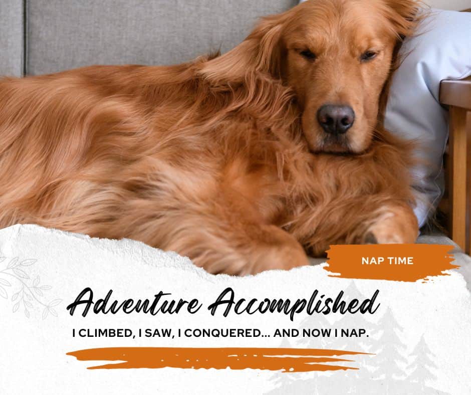 Dog resting peacefully at home after a long hike