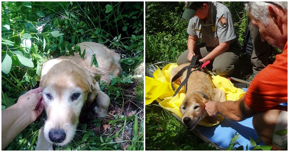Lost dog found in the forest after going missing on a trail
