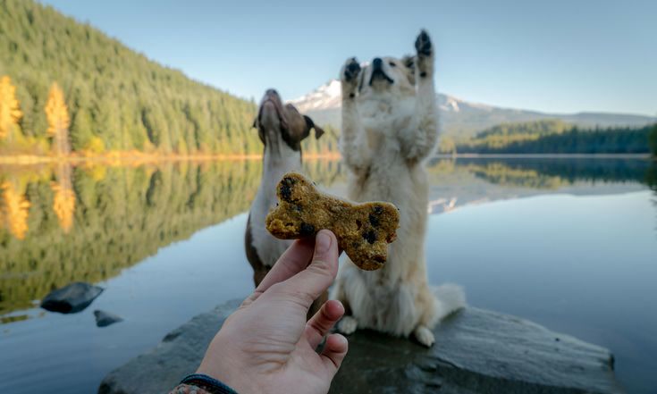High-protein dog treats for trail energy and reward training