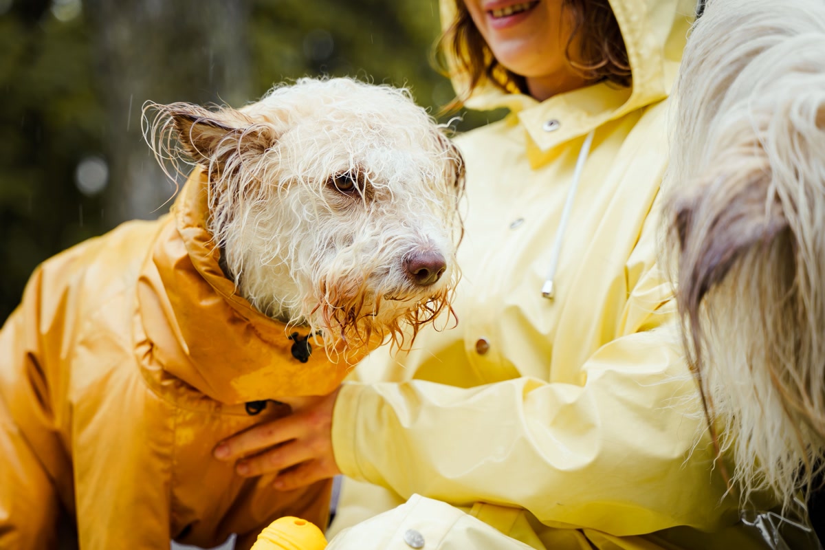 Wet dog being dried with a towel after a rainy hike