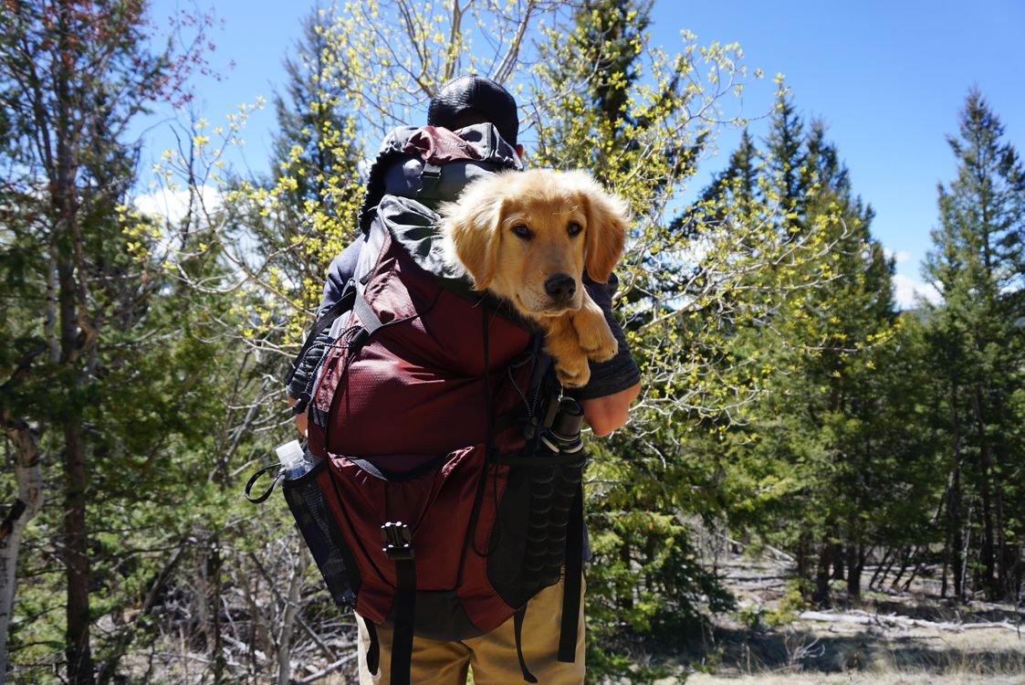 Dog wearing a fitted hiking pack on a trail