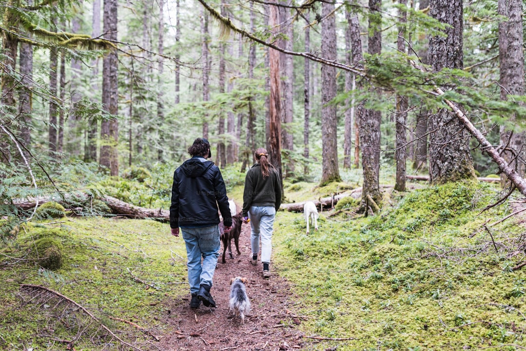 Dog hiking on a trail in the woods where bears may be present