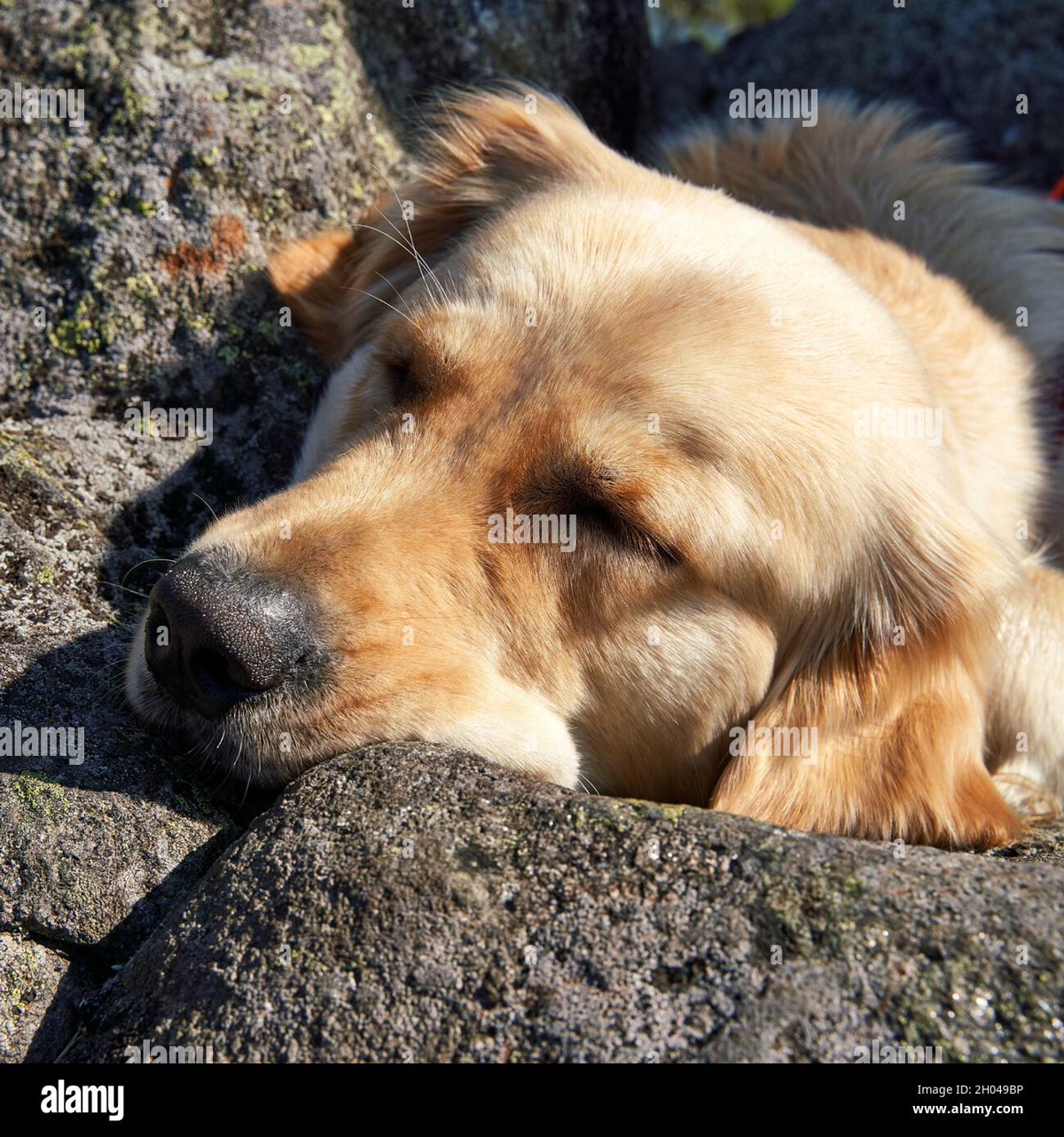 Exhausted golden retriever taking a break during a hiking trip