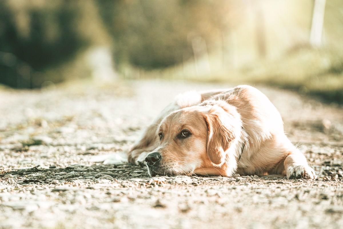 A golden retriever lying comfortably on a blue self-cooling gel mat on a warm day, relaxing on a patio with natural sunlight, the dog visibly content and cool
