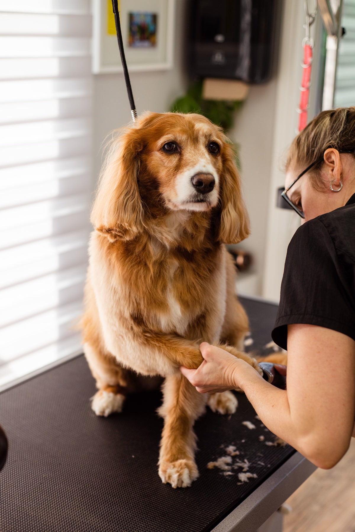 Close-up of a deshedding tool being used on a thick-coated dog, with loose fur being removed