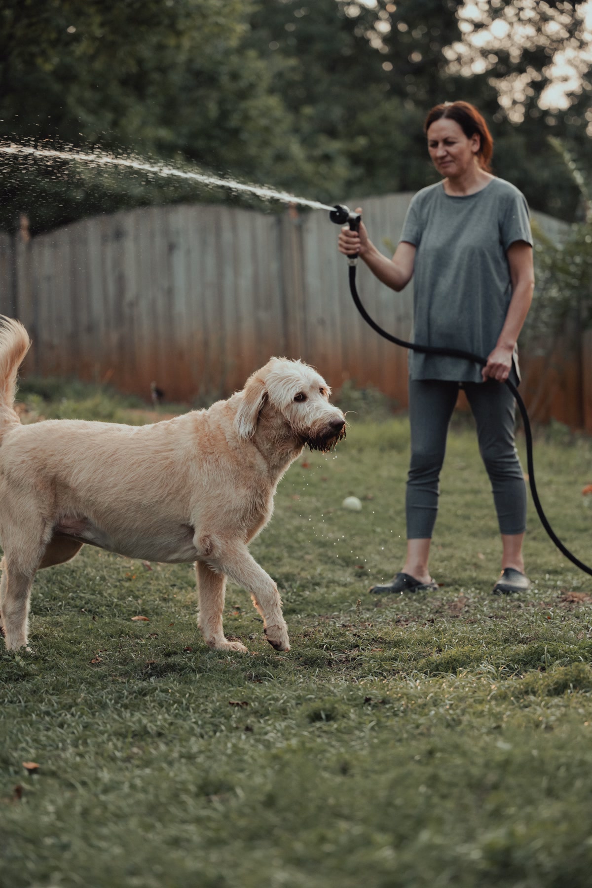 A dog being sprayed with sunscreen on its nose and ear tips before an outdoor hike, the spray bottle visible, outdoor trail setting with sunny skies