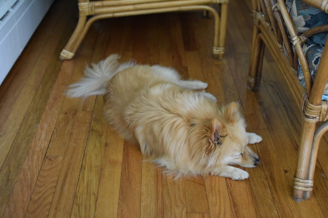 A large dog lying on a blue self-cooling gel pet pad on a hardwood floor, the dog visibly relaxed and cool, modern home interior with natural light