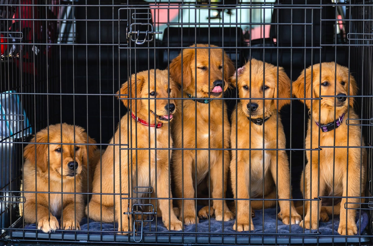 A well-made wire dog crate with a divider panel and removable tray, a medium dog lying calmly inside on a crate pad