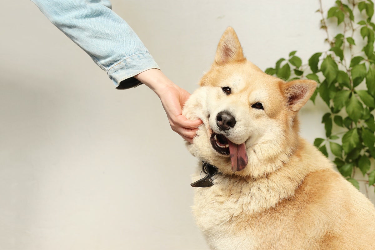 Close-up of a handler applying topical flea and tick treatment between a dog's shoulder blades, parting fur to expose skin, with hiking gear and a trail visible in the background