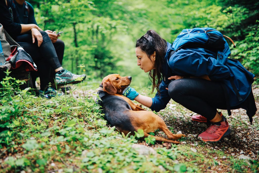 Hiker treating a dog's paw with gauze and antiseptic from a first aid kit on a forest trail
