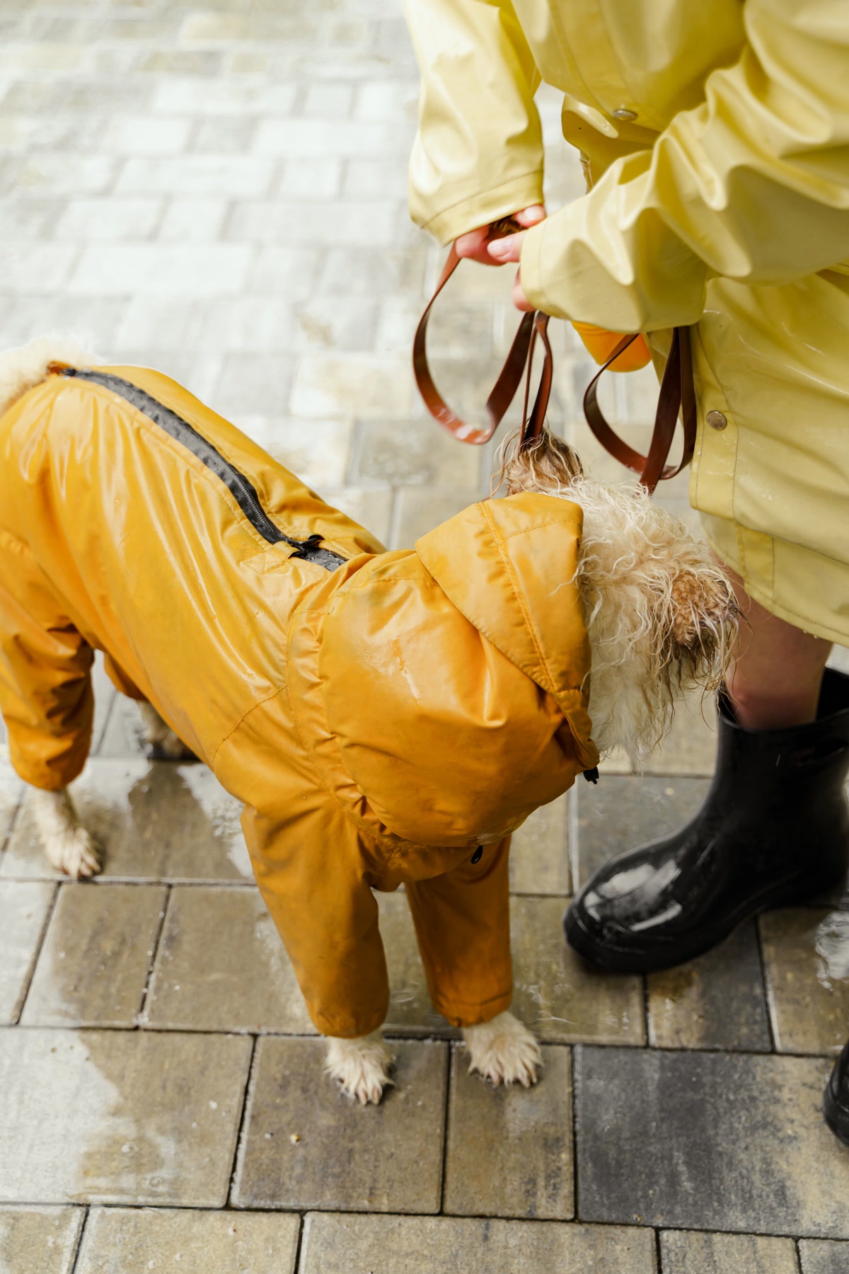 A dog walking confidently on hot pavement wearing protective rubber boots in a summer city scene