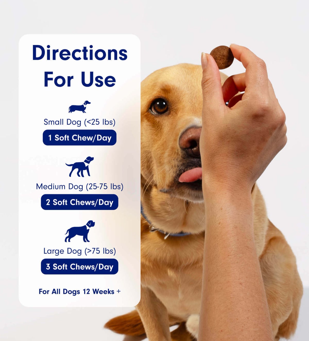 A healthy dog with a shiny coat being fed a probiotic chew, the owner's hand giving the soft chew, bright kitchen setting