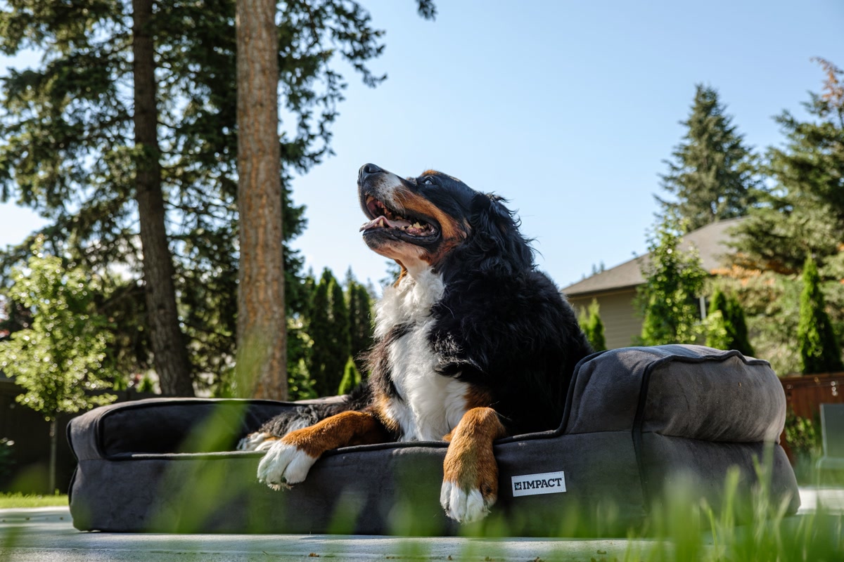 A large dog resting on an elevated mesh cooling dog bed on a shaded patio, cool breeze visible through the mesh fabric, outdoor summer setting with trees