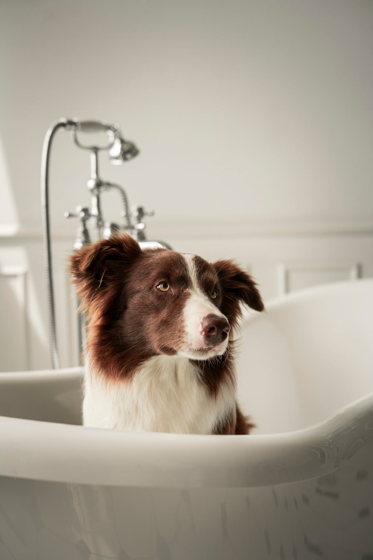 A freshly bathed border collie sitting on a bath mat with a towel, white tea and basil scented dog shampoo bottle visible on the counter, clean bathroom setting