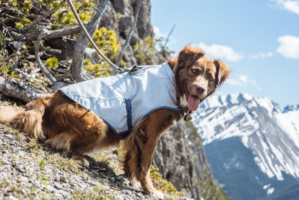 Dog wearing a cooling vest resting in shade on a rocky overlook with hiking gear and a water bottle visible