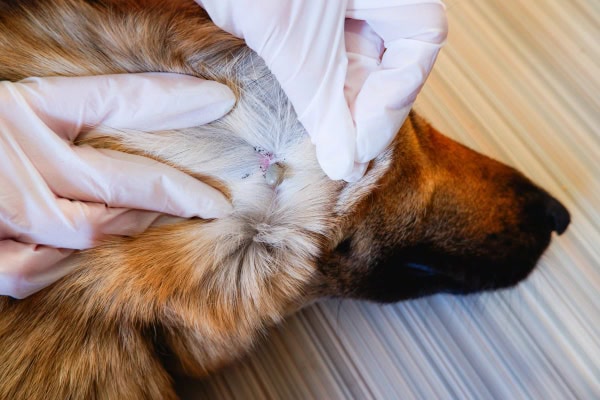 Handler performing a thorough tick check on a dog's belly and legs at a trailside rest stop, parting fur with fingers to inspect skin, sunny clearing in the forest