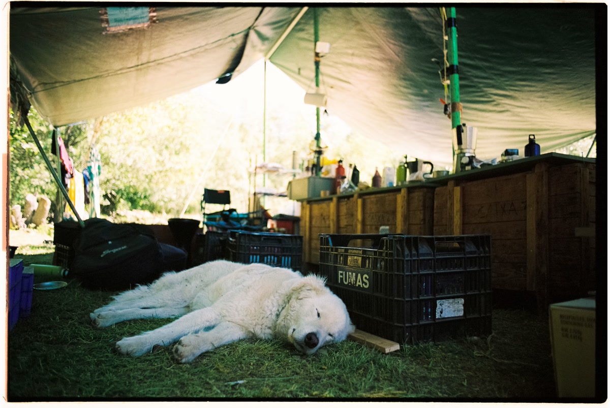 Dog sleeping peacefully on a camping pad inside a tent at night with headlamp casting warm light