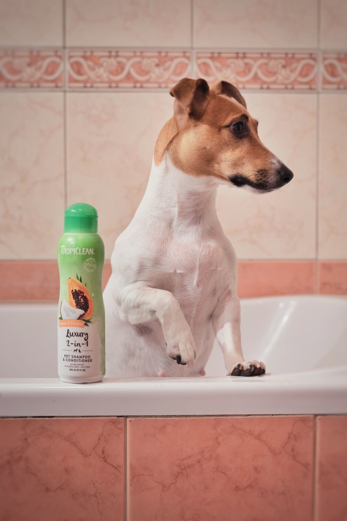 An affordable bottle of oatmeal dog shampoo next to a happy beagle being bathed in a washtub outdoors, citrus fresh scent, simple budget-friendly setup