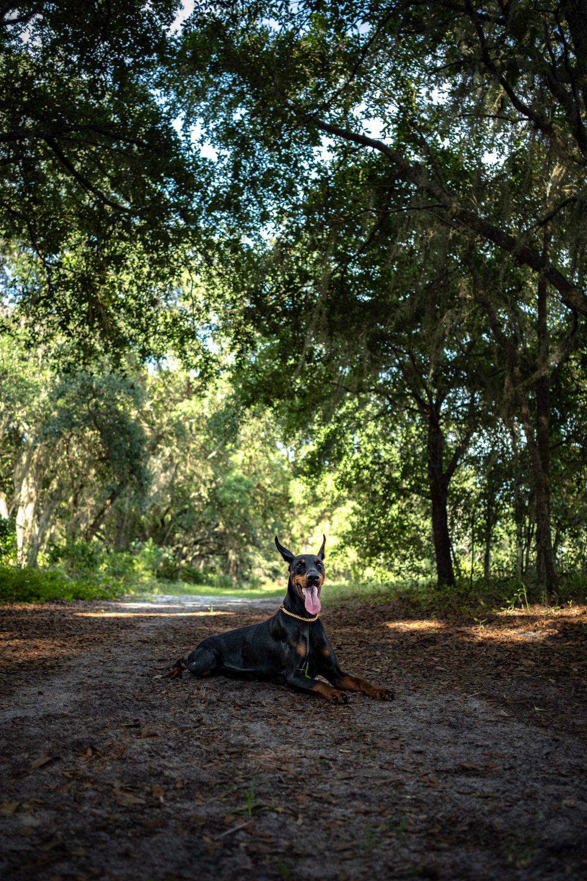 Dog being cooled with water from a bottle during a rest stop on a shaded section of trail
