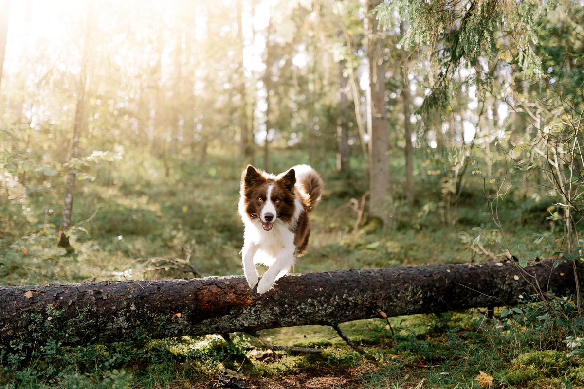 A healthy dog running confidently down a sunlit forest trail in summer, athletic stride, no ticks in sight, warm golden light filtering through trees