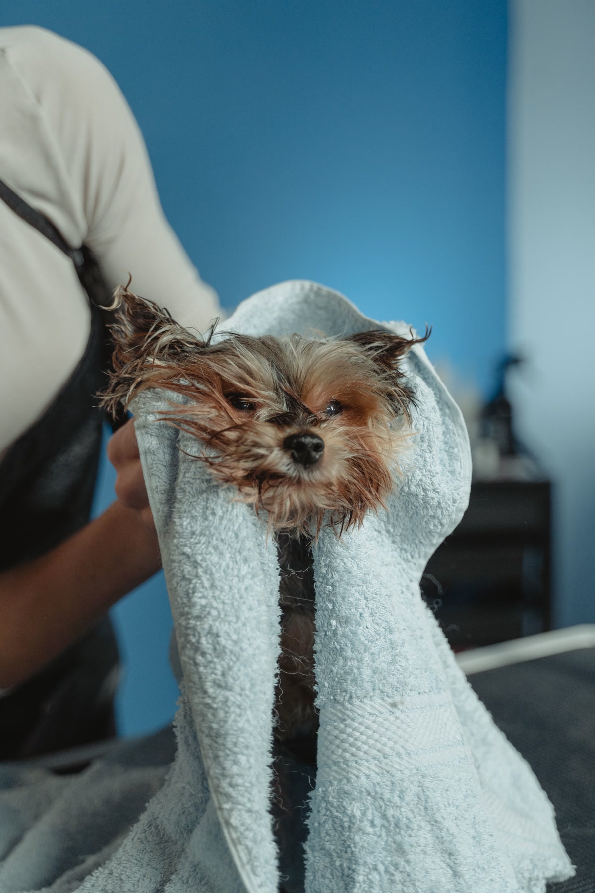 A clean happy dog being towel-dried after a bath in a bright bathroom, warm towels hanging on a rack, the dog shaking off water droplets