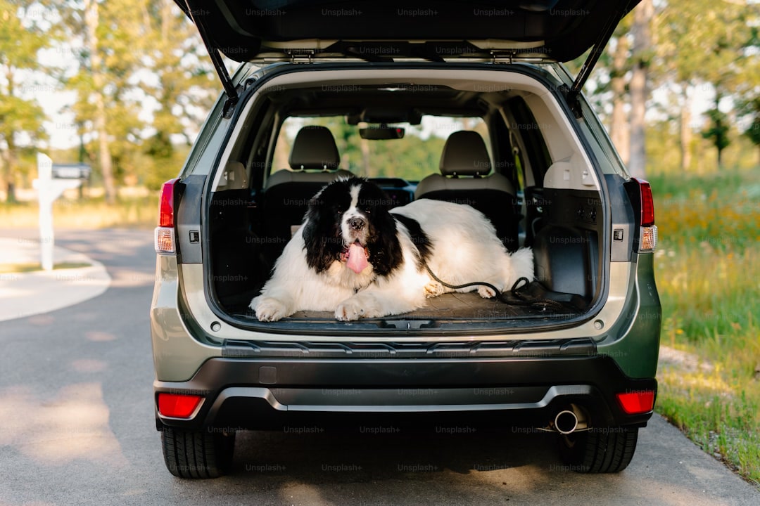 Dog resting in the back seat of a car with a safety harness on a road trip